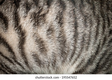 Closeup Of Cat Pelage