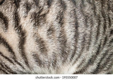 Closeup Of Cat Pelage