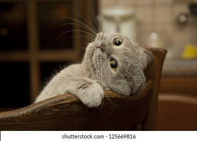 Close-up Of The Cat Is Played. Naughty Cat's Look. Cat British Shorthair In Funny Pose.