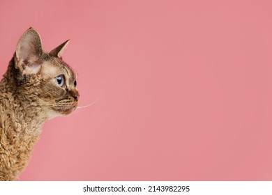 close-up cat profile looking straight at clean pink background Cornish rex , pet love banner, studio shot