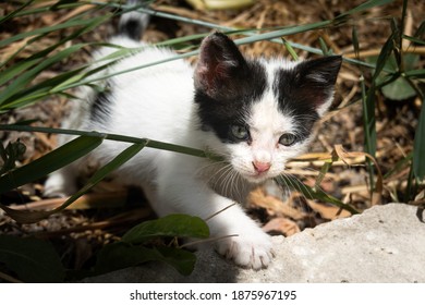 猫 横 歩く の写真素材 画像 写真 Shutterstock