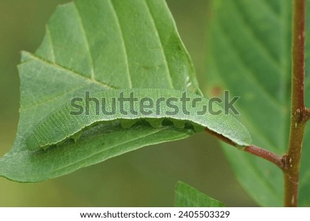 Closeup of a caterpillar of the Brimstone butterfly, Gonepteryx rhamni, on glossy buckthorn plant , Frangula alnus