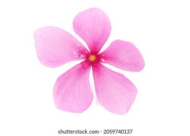 474 Sadabahar flower Images, Stock Photos & Vectors | Shutterstock