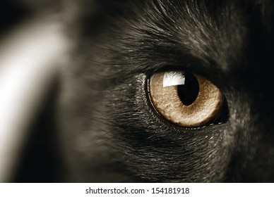 Closeup Of A Cat's Eye, Toned Sepia