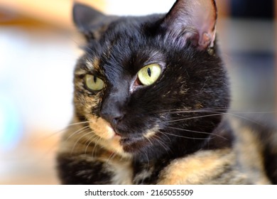 Close-up Of A Cat's Face With A Tortoiseshell Pattern