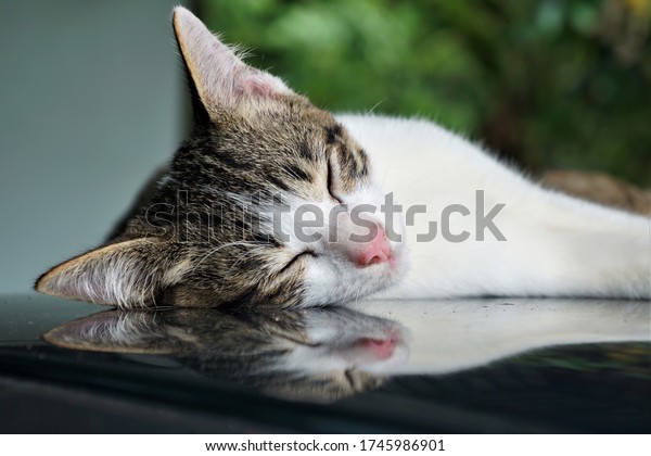 Close-up of a cat\'s face\
with white and black fur sleeping on a dark metal floor with\
reflections. The white wall and multi-level green abstract are the\
background.