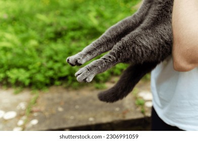 close-up of a cat's hind legs. cat paws. cat paw claws
