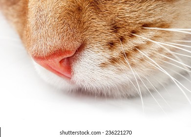 34,985 Cat nose close up Images, Stock Photos & Vectors | Shutterstock