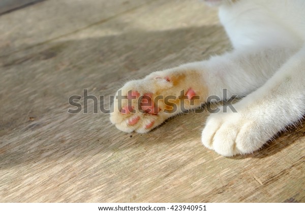 Closeup Cats Paws Cat Feet On Stock Photo Edit Now 423940951