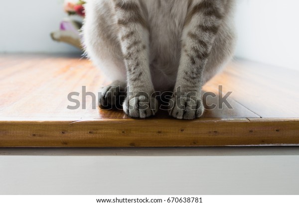 Closeup Cats Paws Cat Sit On Stock Photo Edit Now 670638781