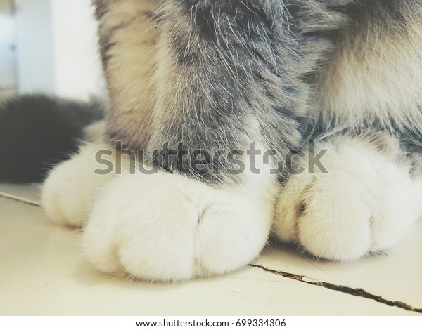 cats with white feet