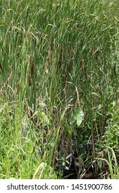 Closeup Of Cattails At The Russell W. Peterson Wildlife Refuge In Wilmington, Delaware