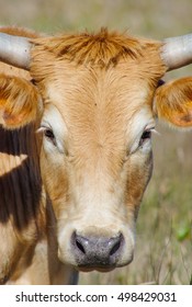 Closeup of Cattle