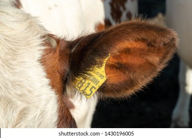 Closeup of cattle ear tag for identification and managing livestock. Brown ear of a cow with single yellow ear tag - Powered by Shutterstock