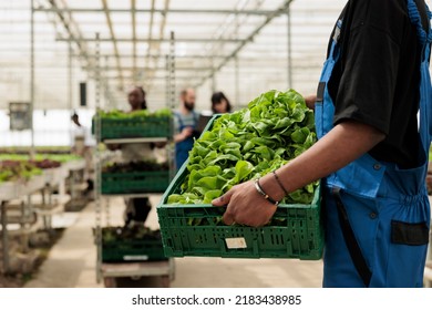 Closeup of caucasian man hands holding bio production of green lettuce from sustainable source for delivery. Selective focus on fresh green salad grown without pesticides in hydroponic greenhouse. - Shutterstock ID 2183438985