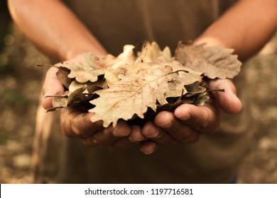 closeup of a caucasian man with a pile of dry leaves in his hands on the forest