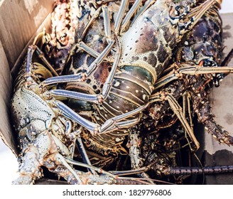 Closeup of caught lobster in caribbean being sold on the market in cuba