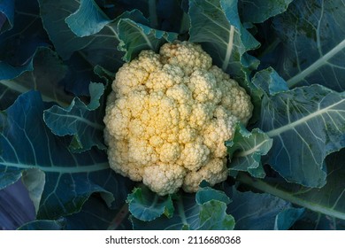 Close-up Cauliflower Head In The Garden