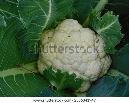 A close-up of a Cauliflower with leaves and a tiny worm crawling on it