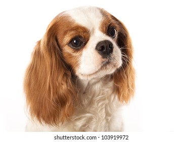 1,867 King charles cavalier adult Images, Stock Photos & Vectors ...