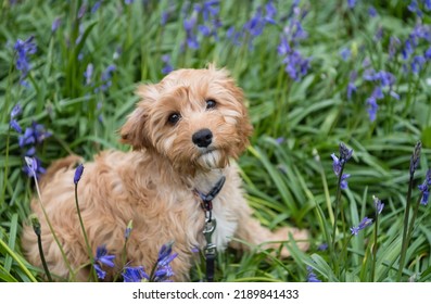A closeup of a cavapoo puppy sitting in the grass with beautiful flowers and looking into the camera
