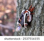 A closeup of Cecropia Moth on tree bark just after emerging from cocoon