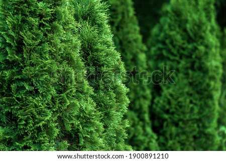 Closeup of cedar thuja trees