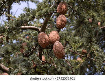 Close-up of a Cedar tree branch featuring several large, upright barrel-shaped cones. The tree has distinctive clusters of silvery-green needles and textured grey bark, set against a soft, natural background.
