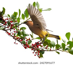 A Close-up of a Cedar Waxwing Bird Landing on a Holly Tree Branch Loaded with Berries on a White Background