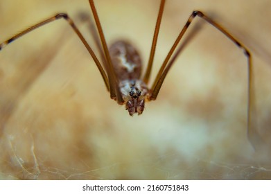 Closeup Of A Cellar Spider