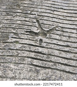 Closeup Of The Cement Road Surface With Chicken Footprints.