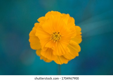 Closeup of centered orange marigold flower with stem and green background