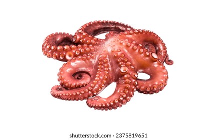 Cierre Imagen selectiva de Cephalopod de costillas de pulpo comunes, calamar de bobtail con fondo blanco