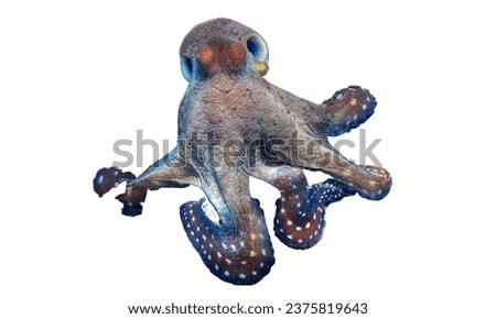 Closeup Cephalopod selective image of common octopus cuttlefish, bobtail squid wiyh white background