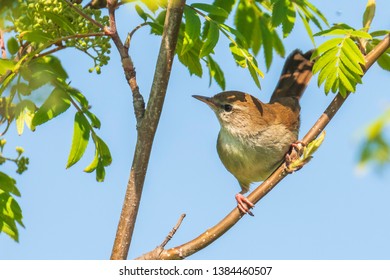 Closeup of a Cetti's warbler, cettia cetti, bird singing and perched in a green forest during Springtime season.
