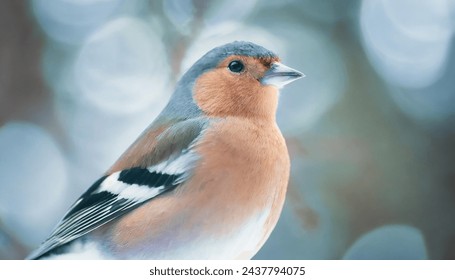 A close-up of Chaffinch in the forest. - Powered by Shutterstock