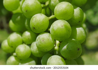 Closeup of Chardonnay grapes in vineyard

