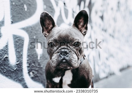 Close-up of a charismatic French Bulldog in front of a black-and-white graffiti wall on the bustling streets of Paris. Its curious gaze adds to the captivating atmosphere of this urban scene