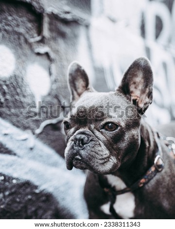 Close-up of a charismatic French Bulldog in front of a black-and-white graffiti wall on the bustling streets of Paris. Its curious gaze adds to the captivating atmosphere of this urban scene