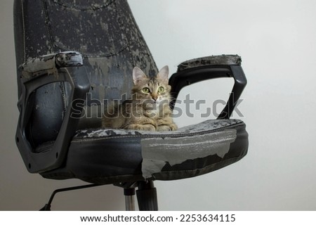 Close-up of charming cat's face lying on scratched damaged black leather chair. Kitten is lying on ruined chair. Pet spoils furniture in house with its claws