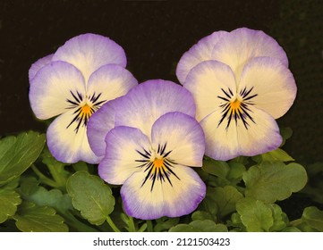 Closeup of charming and colorful pansy faces (Viola) isolated against a dark background. A trio of cheerful violet and cream-colored pansy blossoms with black markings and yellow centers.