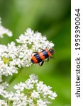 Closeup of a checkered beetle (Trichodes apiarius) on white flowers