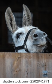 Close-up of a cheeky donkey peering over a fence at the Isle of Wight Donkey Sanctuary.