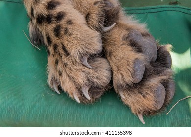 Claws Animal Images, Stock Photos & Vectors | Shutterstock