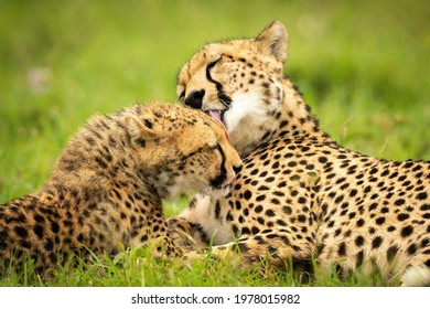 770 Cheetahs Licking Images, Stock Photos & Vectors 