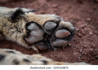 Closeup Of A Cheetah Paw On The Ground