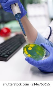Closeup of chemist scientist dropping liquid in petri dish with fungi colony using medical micropippete analyzing cell culture. Microbiologist researcher working in pharmacology hospital laboratory - Shutterstock ID 2146768655