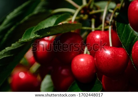 Close-up of cherries at a tree, the focus is on one cherry, the background and the other are blurred, lens compression view