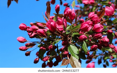 Close-up of cherry blossom flowers and buds with selective focus on a blurry garden background, large format - Powered by Shutterstock