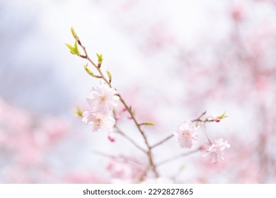 Close-up of cherry blossoms in full bloom, Japan - Powered by Shutterstock